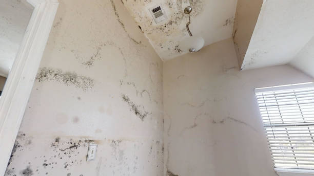 Best Water Damage & Mold Remediation  in USA